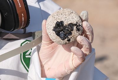 Краснодарский край показал самое заметное изменение в экорейтинге регионов России