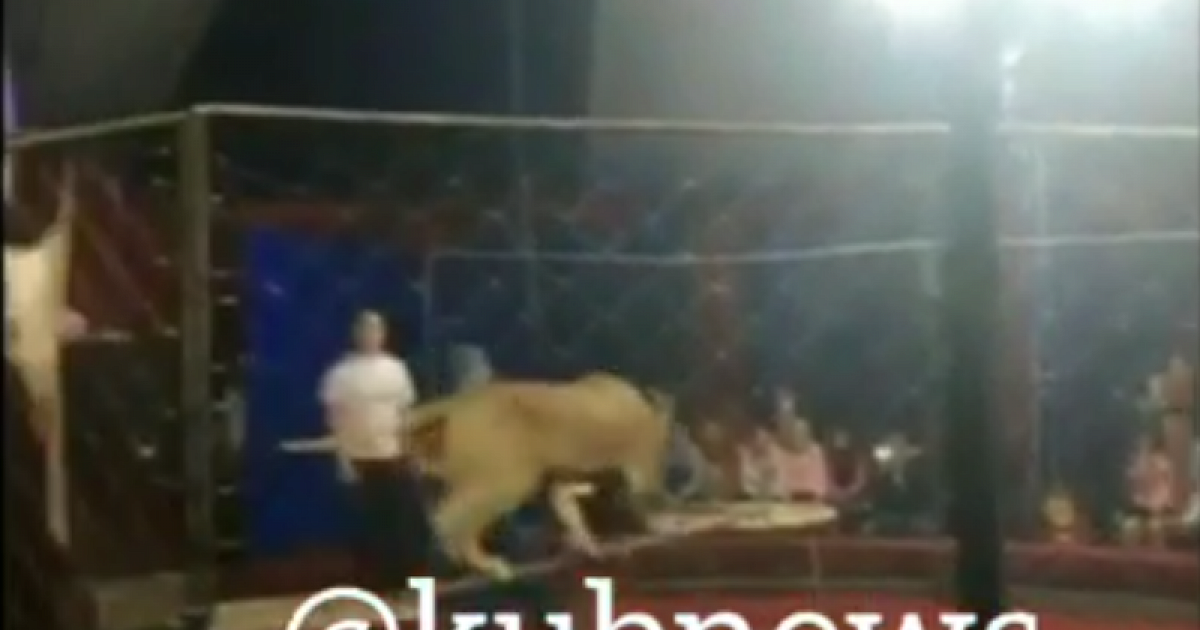 Лев кинулся на девочкк. Львица в цирке напала на девочку. В цирке лев напал на девочку. Лев напал на девочку. Львица в цирке напала на девочку.