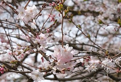 День сравняется с ночью: когда в 2026 году наступит астрономическая весна