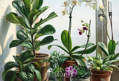 Зимняя забота: как сохранить здоровье и красоту ваших комнатных растений