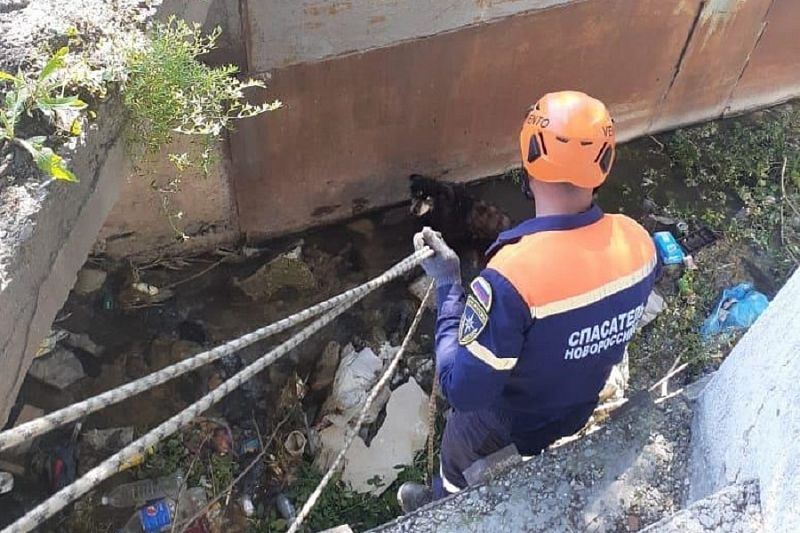 В Новороссийске спасатели достали застрявшую в русле реки собаку