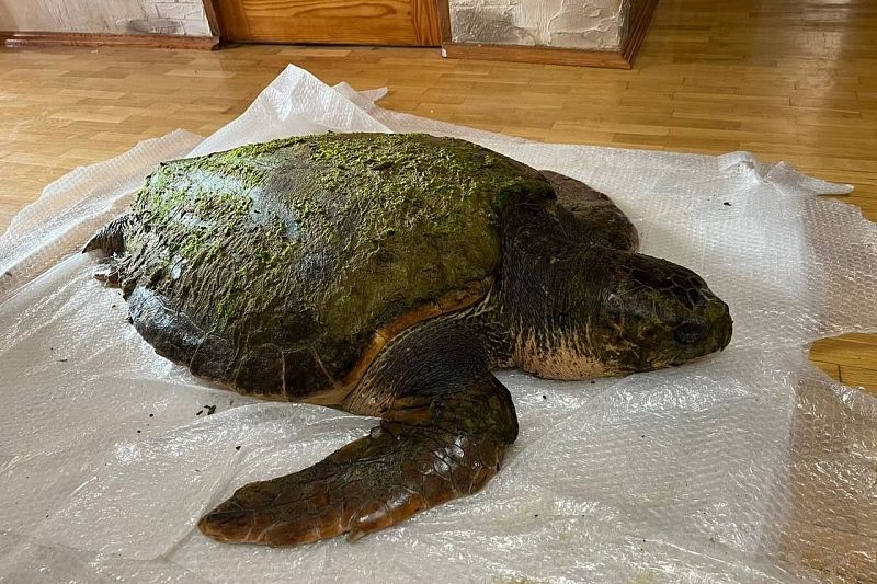 В Анапе спасают выброшенную на берег средиземноморскую черепаху 