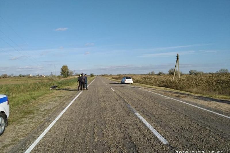 В Краснодарском крае в ДТП пострадал водитель опрокинувшегося мопеда 