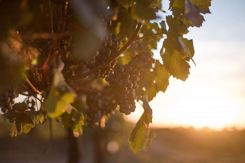 «Фанагория» высадила 75 га новых элитных виноградников 