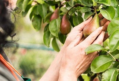 Знакомый агроном посоветовал делать так: сажать нужно до первых осенних холодов и только после того, как облетят все листья, теперь собираю урожай груши ведрами и вам советую сделать так