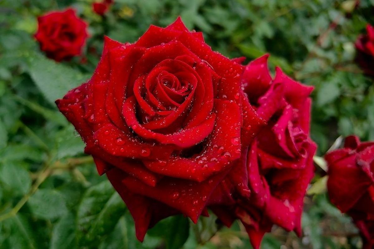 Королева готовится к спячке: как подкормить розы осенью, чтобы в следующем году они поразили цветением