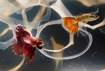 Ученые «Сириуса» исследуют депрессию с помощью аквариумных рыбок