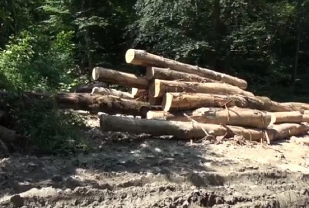 Замруководителя деревообрабатывающей фирмы вырубил деревья в Горячем Ключе на 6 млн рублей