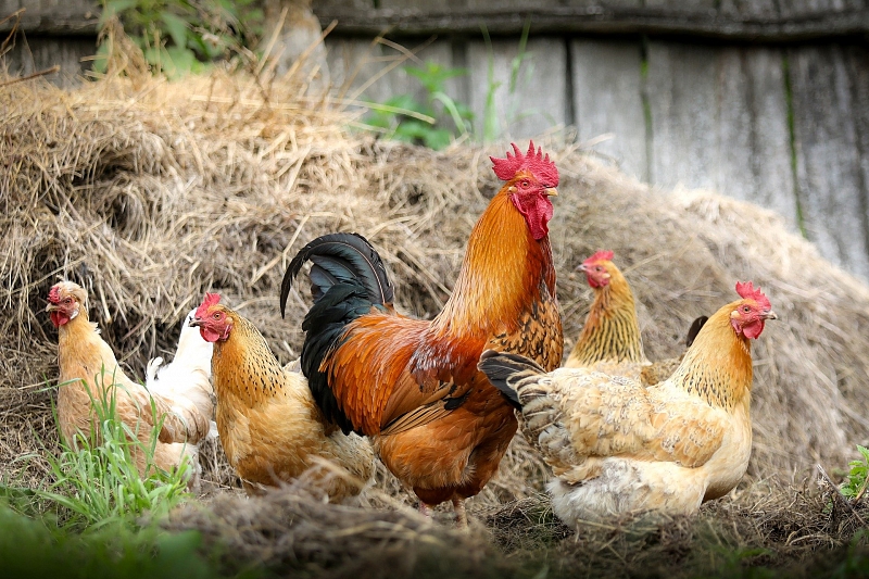 Коронавирус нанесет урон глобальному рынку мяса птицы