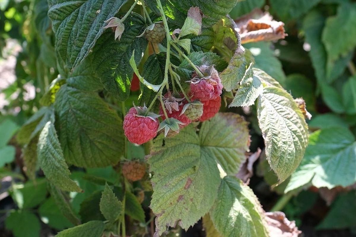 Ржавчина на малине: как спастись от рыжих пятен на листьях, чтобы не потерять урожай ягоды