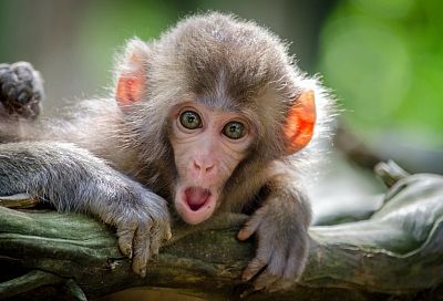 Всемирная сеть здравоохранения объявила обезьянью оспу пандемией
