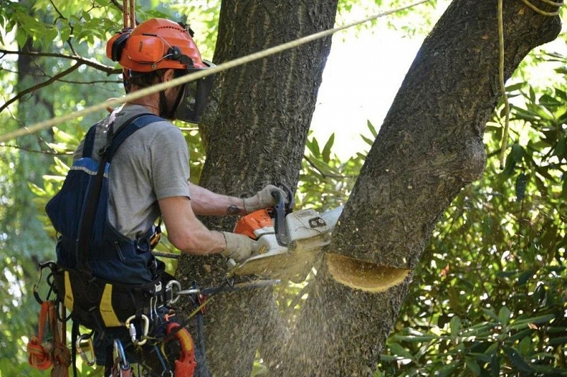 Мэр Краснодара взял под личный контроль ситуацию с вырубкой и обрезкой деревьев в городе