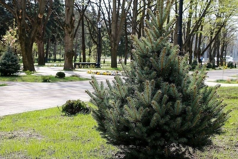 На улице Красной в Краснодаре дополнительно высадят хвойные деревья и вечнозеленые кустарники