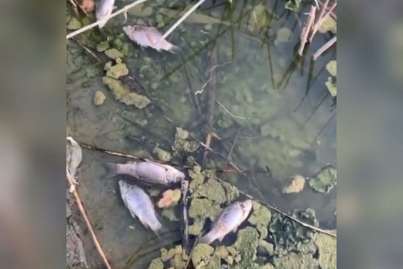 Массовую гибель рыбы в реке сняли на видео