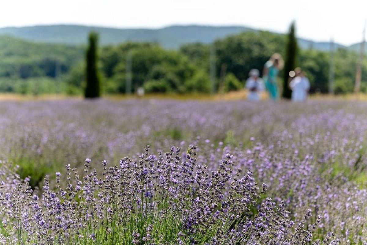 Сентябрь и лаванда: почему этот месяц лучше всего подходит для черенкования