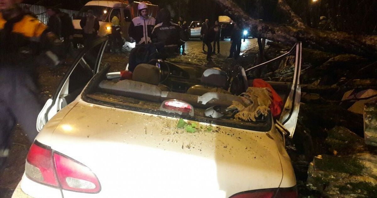 В сочи дерево раздавило человека. Деревья в приморском крае. Трасса джубга сочи пробки. Деревья в сочи. В сочи дерево раздавило человека.