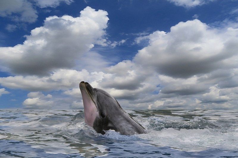На сочинском пляже обнаружили мертвого дельфина