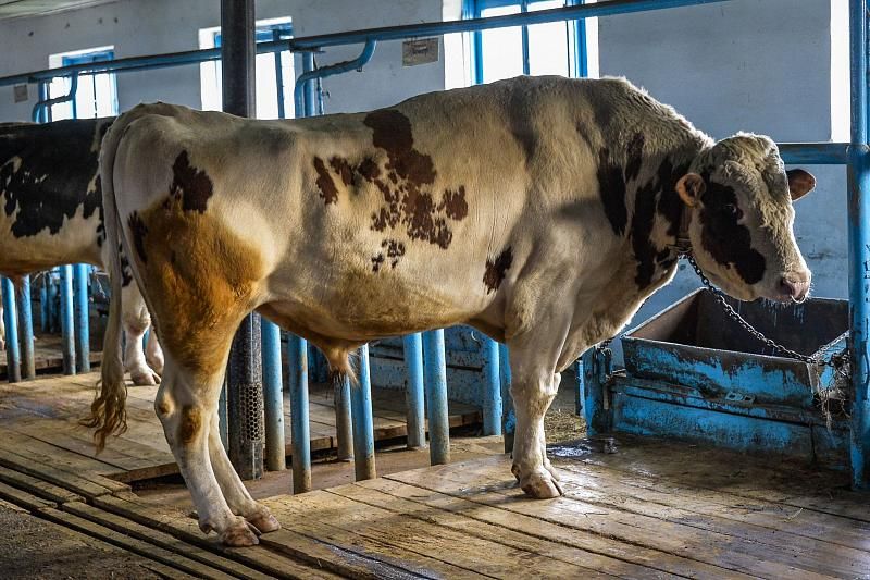 На Кубани насчитывается 13 племзаводов по разведению крупного рогатого скота.