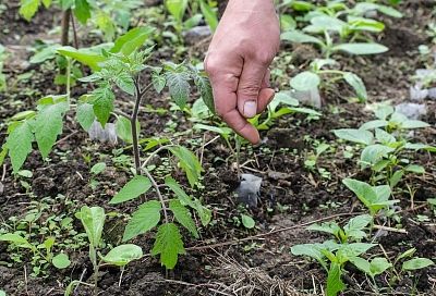Дачникам на заметку: в каких случаях излишняя активность на грядках приведет к штрафу