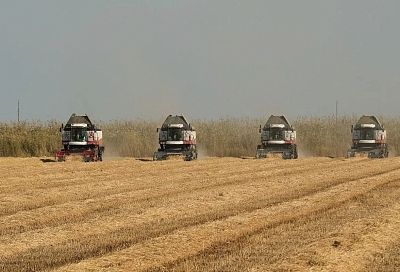 На пульсе жатвы: кубанские аграрии знают цену хлеба