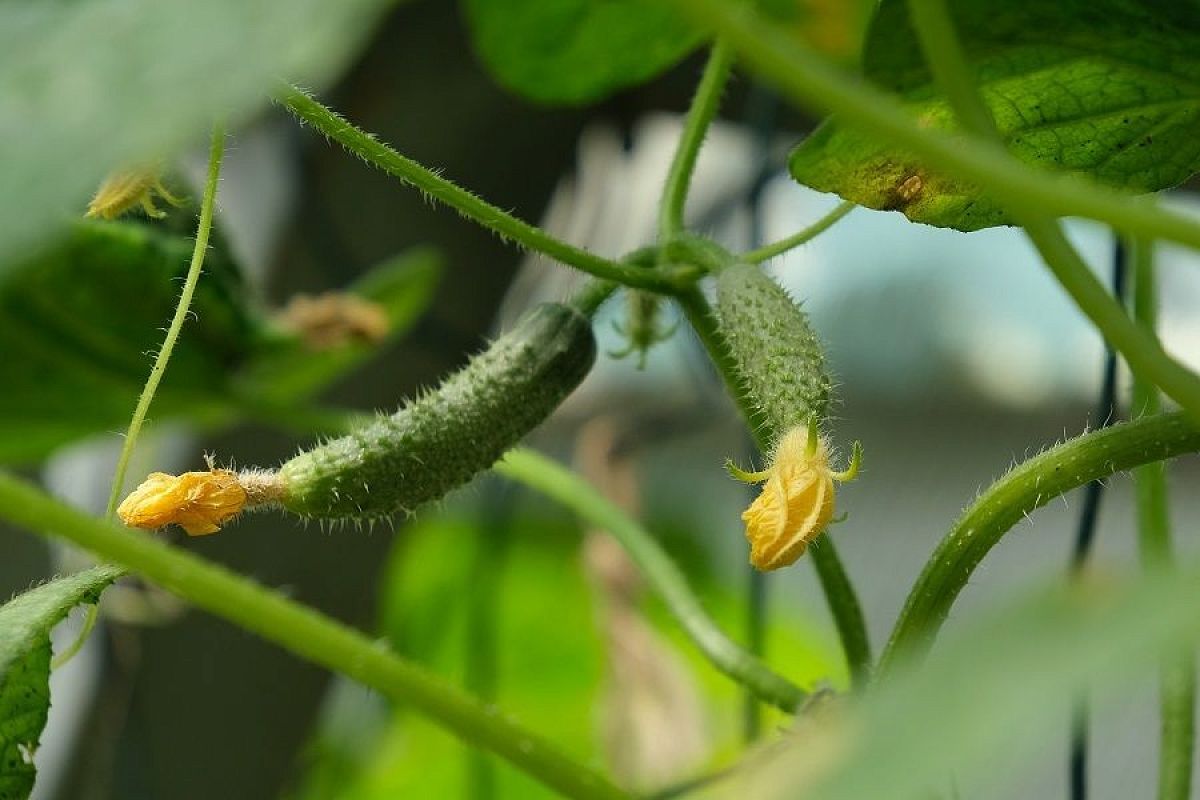 Урожай до заморозков: как продлить плодоношение огурцов