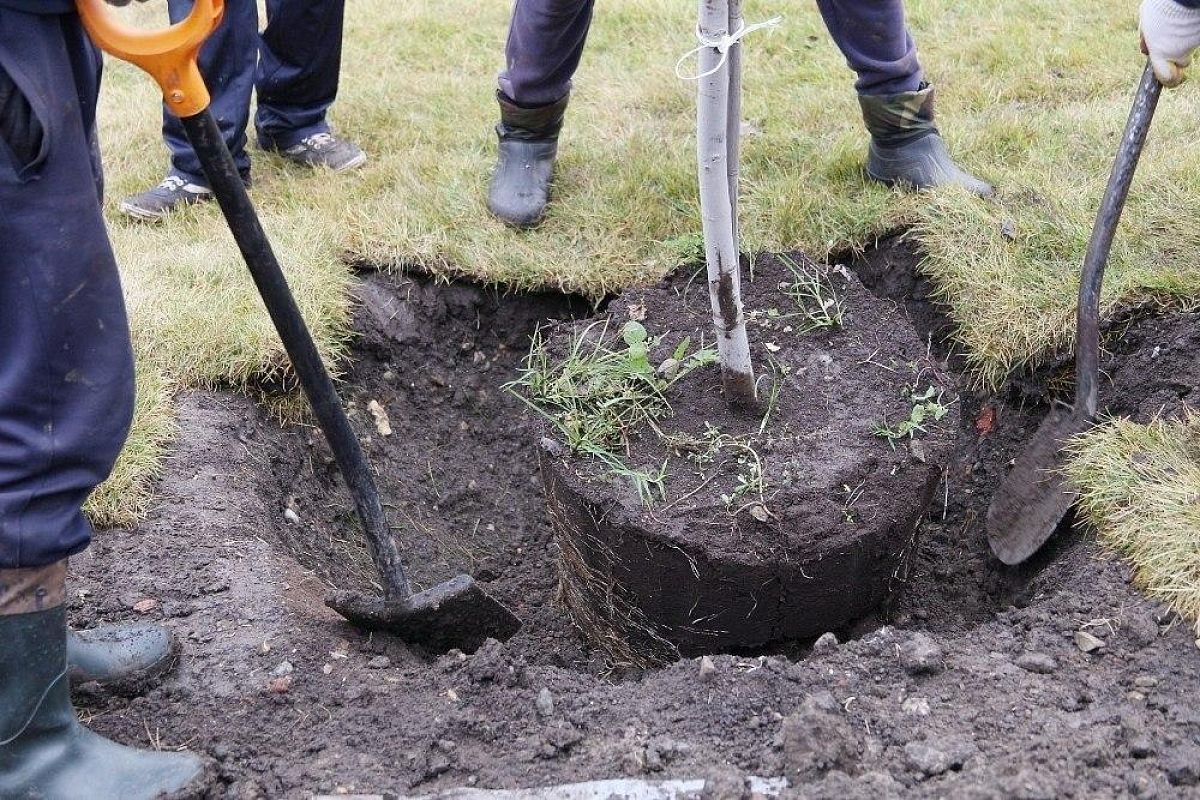 В Краснодаре может появиться открытая электронная база зеленых насаждений