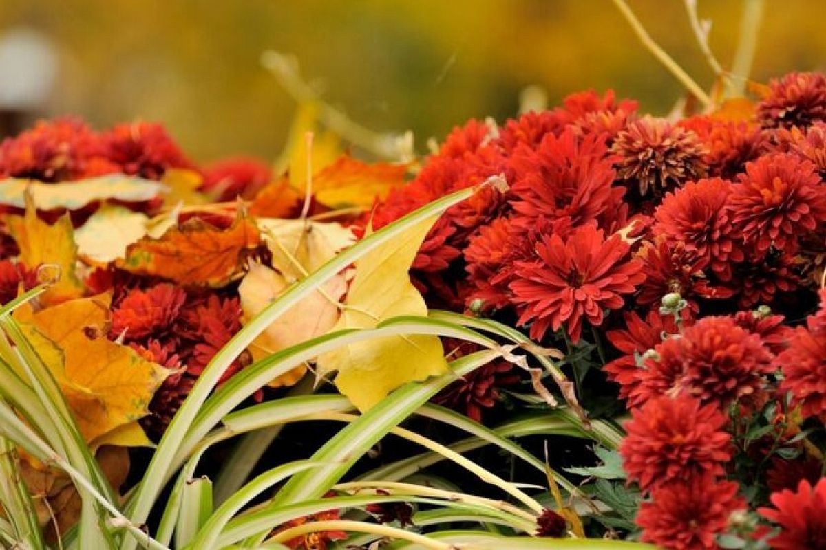 Вместо хризантем: выбираем магически красивые осенние цветы, которые цветут до заморозков