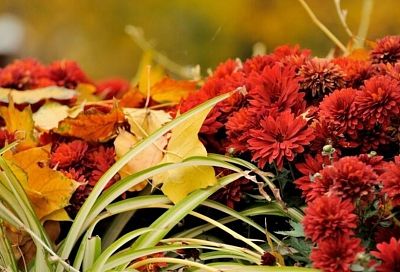 Вместо хризантем: выбираем магически красивые осенние цветы, которые цветут до заморозков