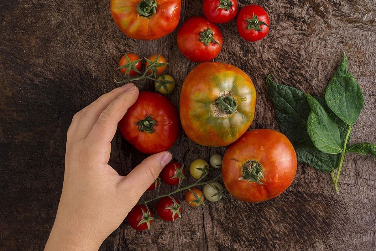 Три стадии спелости: когда собирать помидоры в открытом грунте, чтобы спасти от фитофторы
