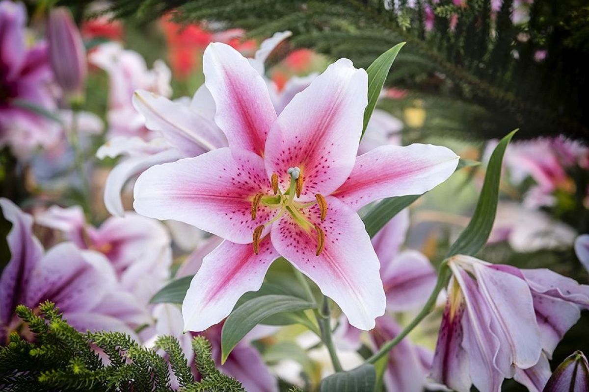 ТОП-7 раннецветущих лилий 2025: они зацветут первыми — советы ботаников МГУ