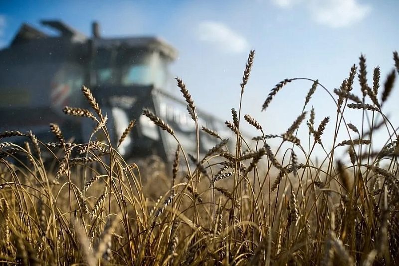 В Краснодарском крае направят 460 млн на компенсации части затрат аграриев по агрострахованию