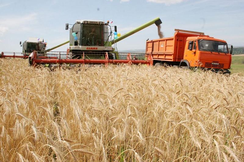 В Краснодарском крае приступили к уборке пшеницы