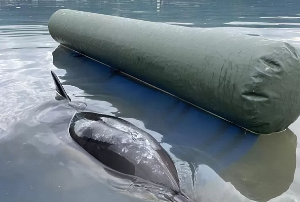 Глава Росприроднадзора прокомментировала гибель дельфинов в Черном море