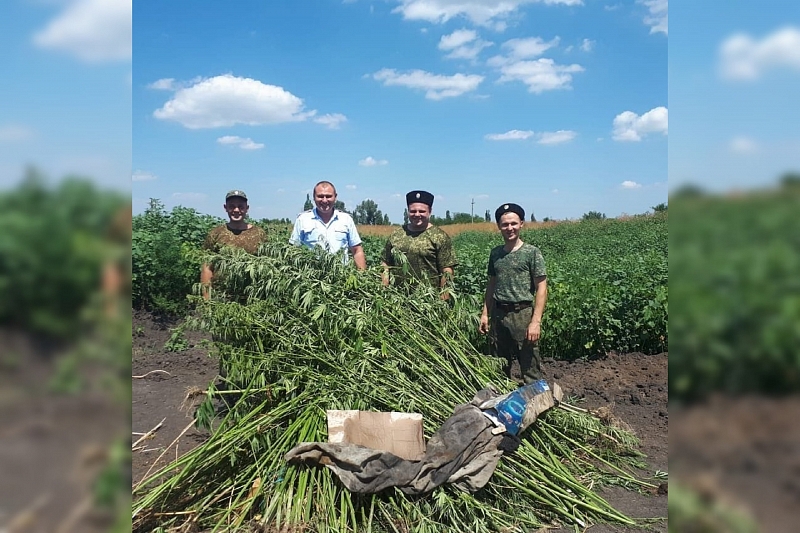 В Краснодарском крае полицейские и казаки сожгли более 250 кустов конопли