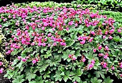 Как увеличить количество цветов герани зимой: простой и эффективный способ укоренения