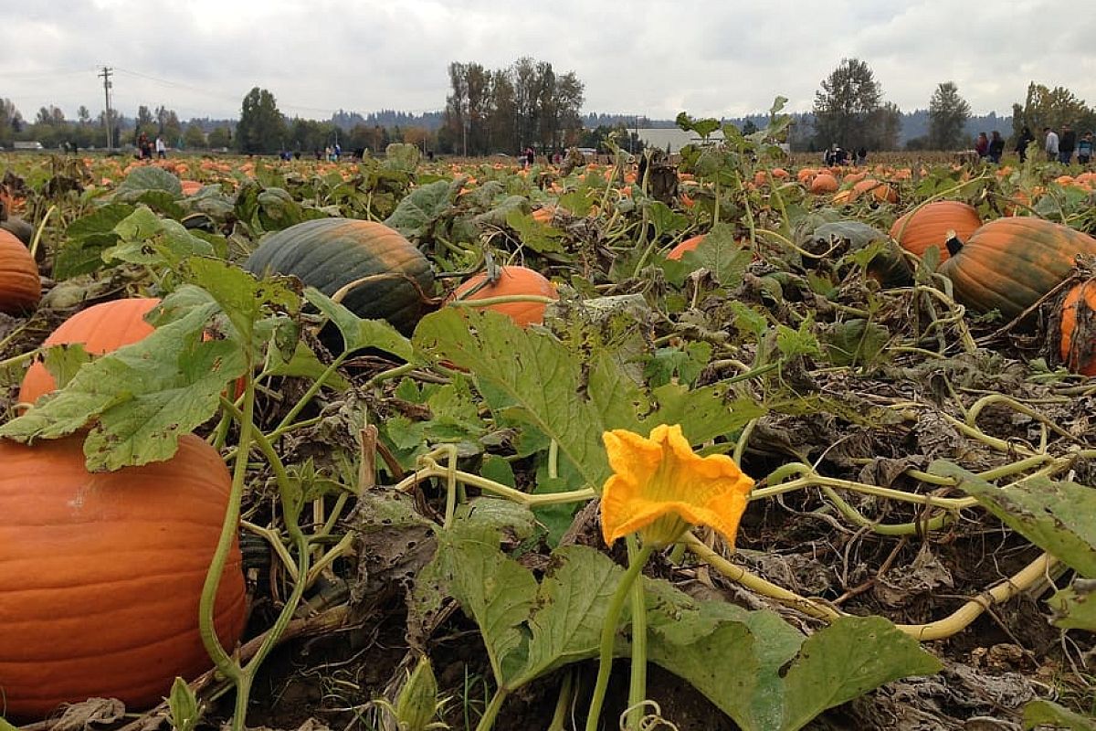 Химия не понадобится 5 способов, которые помогут сделать землю мягкой и плодородной