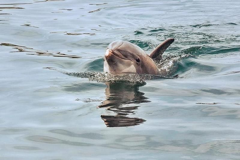 В Сочи спасли застрявшего в рыболовных сетях дельфина