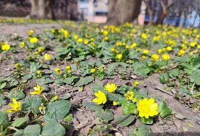 Мой сад цветет весь сезон: посадила эти два многолетника и наслаждаюсь красотой с ранней весны до заморозков