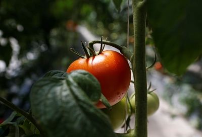 За шесть лет производство тепличных овощей в Краснодарском крае увеличилось на 12 процентов