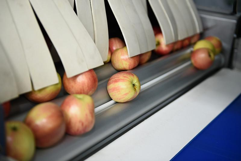В компании «Алма Продакшн»  выращивают лучшие яблоки