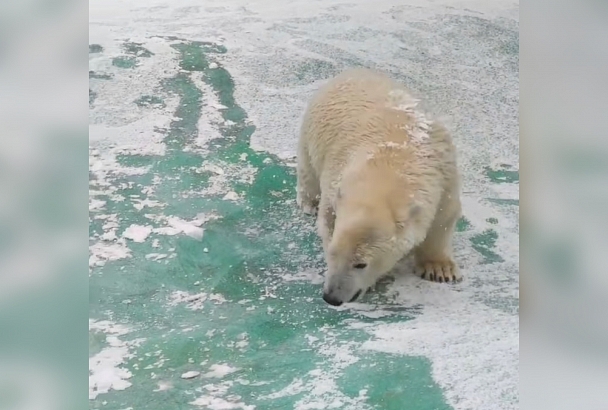 Сафари-парк Геленджика показал, как белые медвежата радуются первому снегу