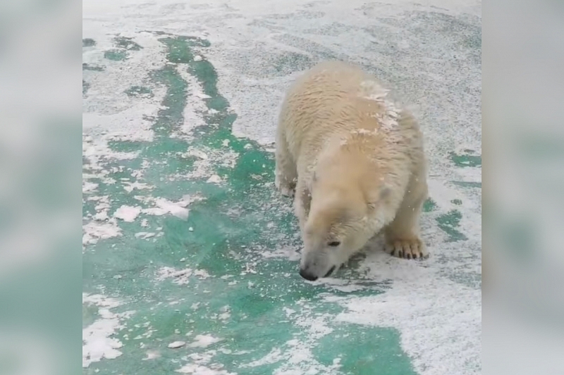 Сафари-парк Геленджика показал, как белые медвежата радуются первому снегу