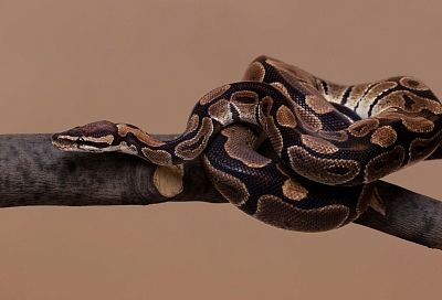 В Кисловодске зафиксирован первый за лето летальный исход от укуса гадюки