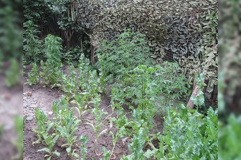 У жительницы Адыгеи в огороде полицейские нашли плантацию мака и конопли