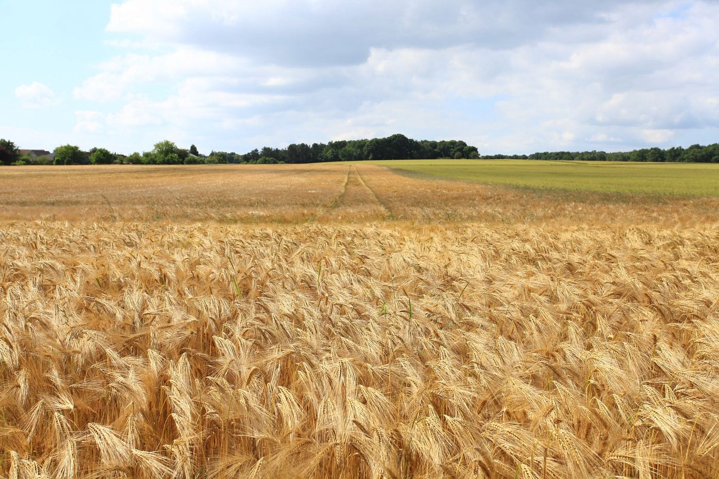 Россия планирует начать продавать зерно за рубли