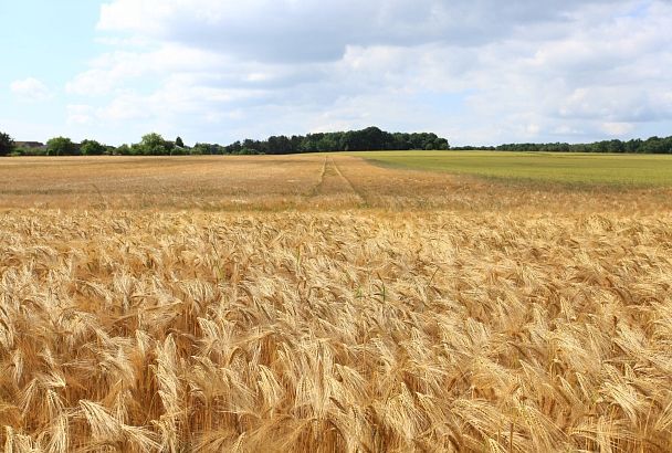 Россия планирует начать продавать зерно за рубли
