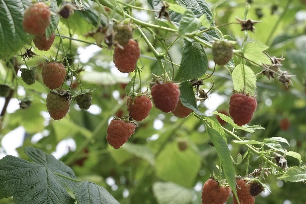 Почему малина вянет с ягодами