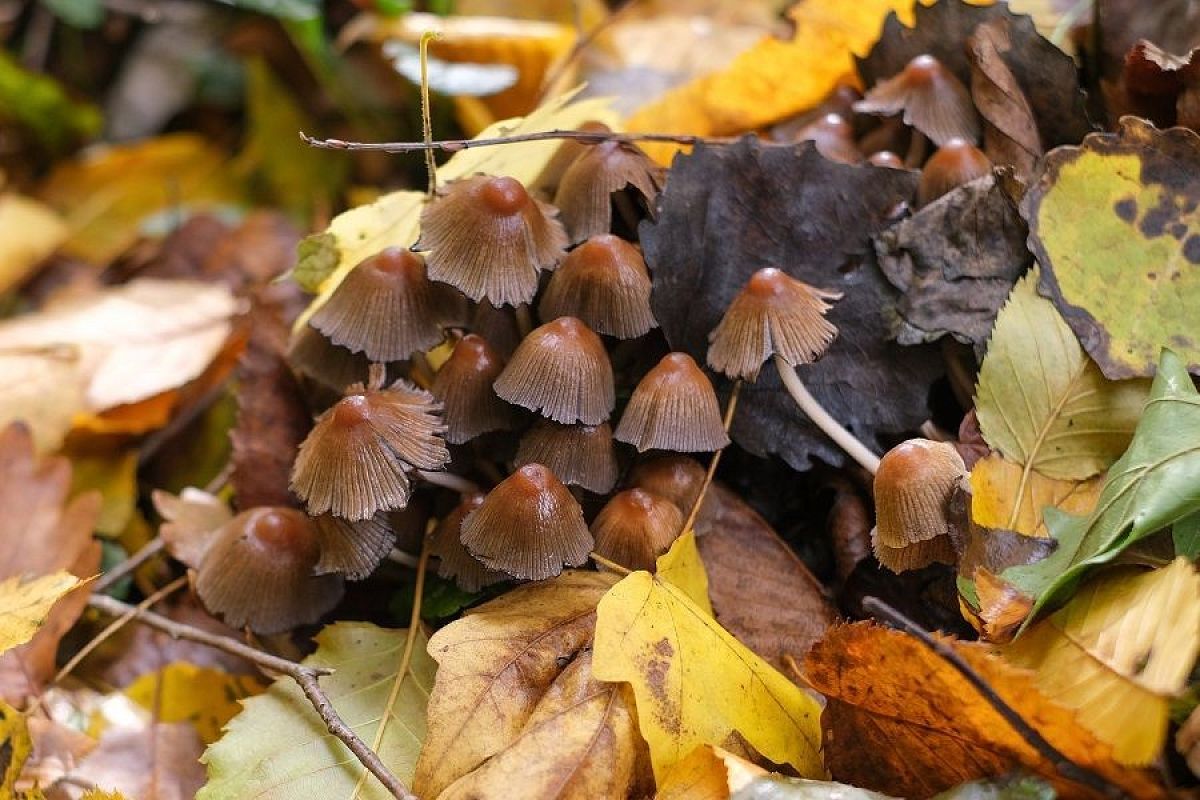 Поганка ищет, где хуже: появление этих грибов на участке – сигнал о проблемах