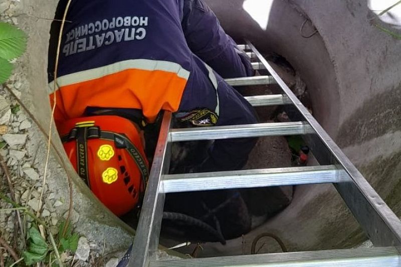 В Новороссийске спасатели достали хаски из колодца