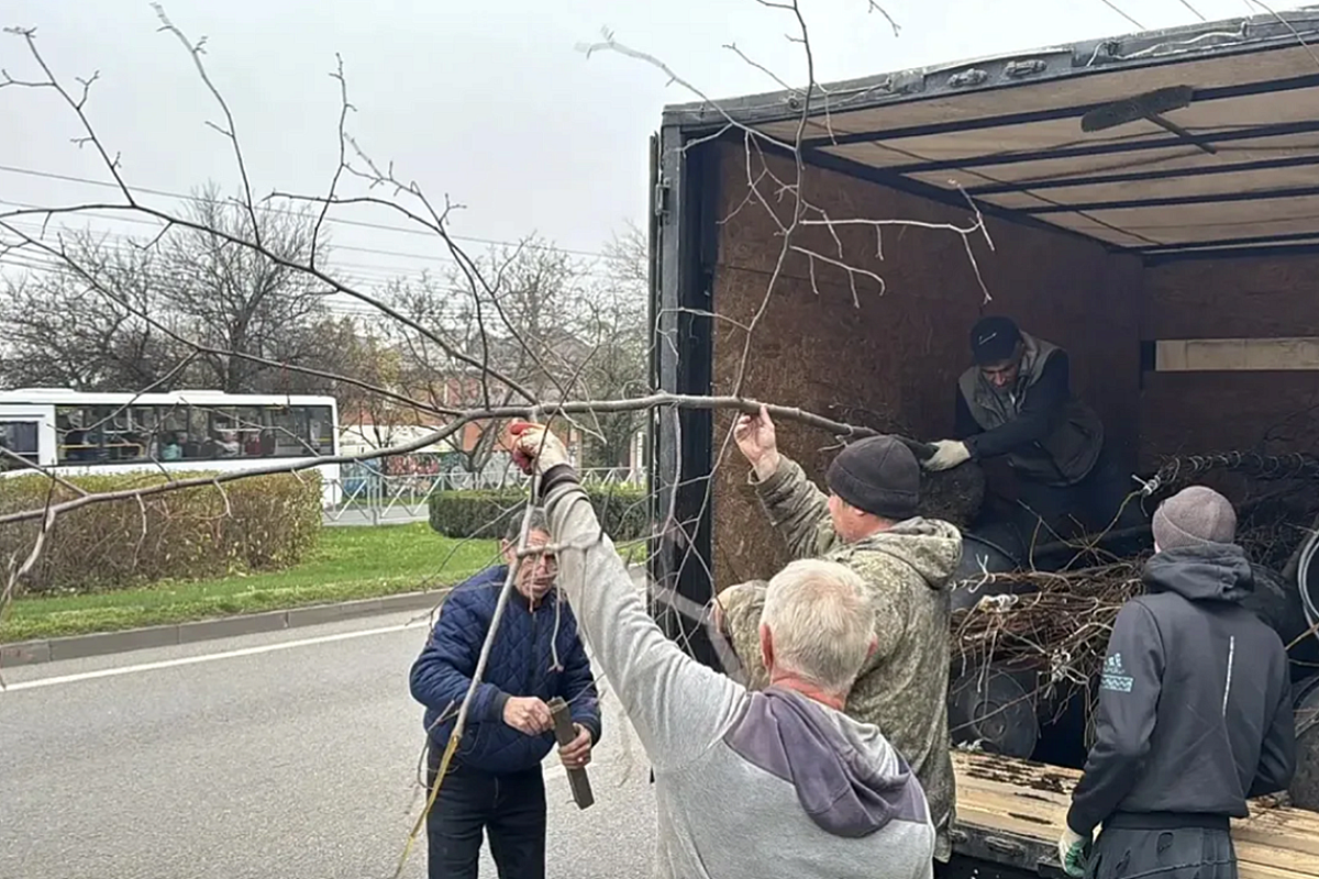 Более 550 деревьев высадили в Краснодаре осенью в рамках компенсационного озеленения